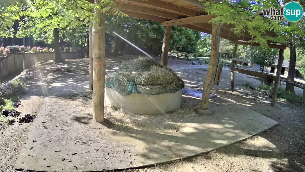 Web kamera uživo Zebras u ZOO Ljubljana – Slovenija