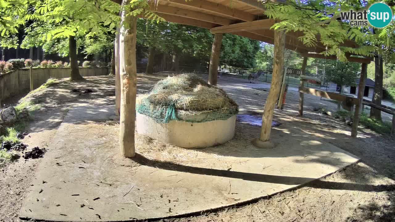Camera en vivo Cebras in Ljubljana ZOO – Eslovenia