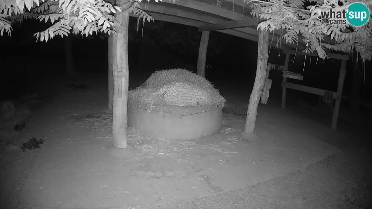Camera en vivo Cebras in Ljubljana ZOO – Eslovenia