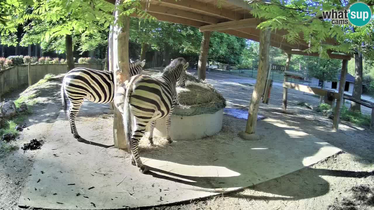 Le Zebre nello ZOO di Ljubljana – Slovenia Live webcam