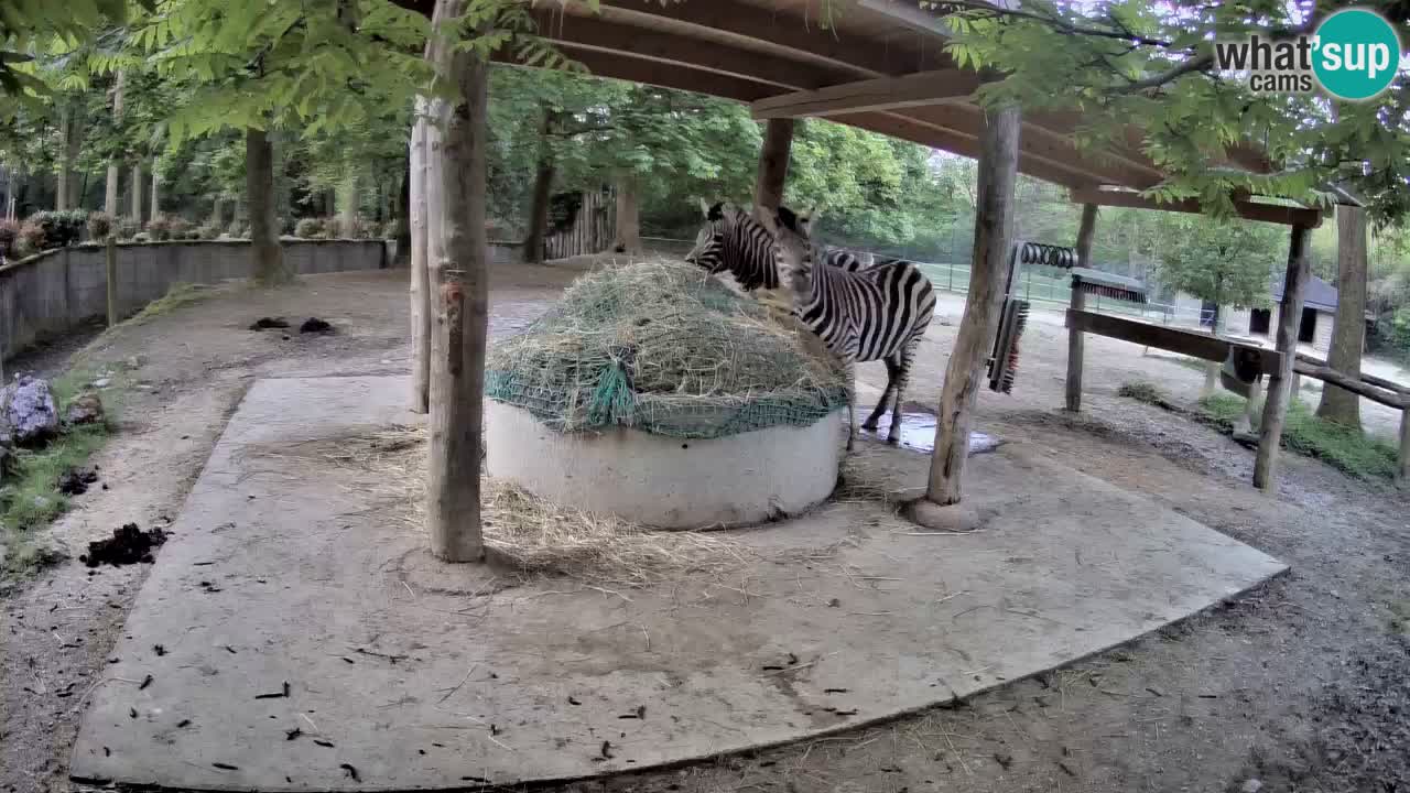 Live webcam Les zèbres in Ljubljana ZOO – Slovénie