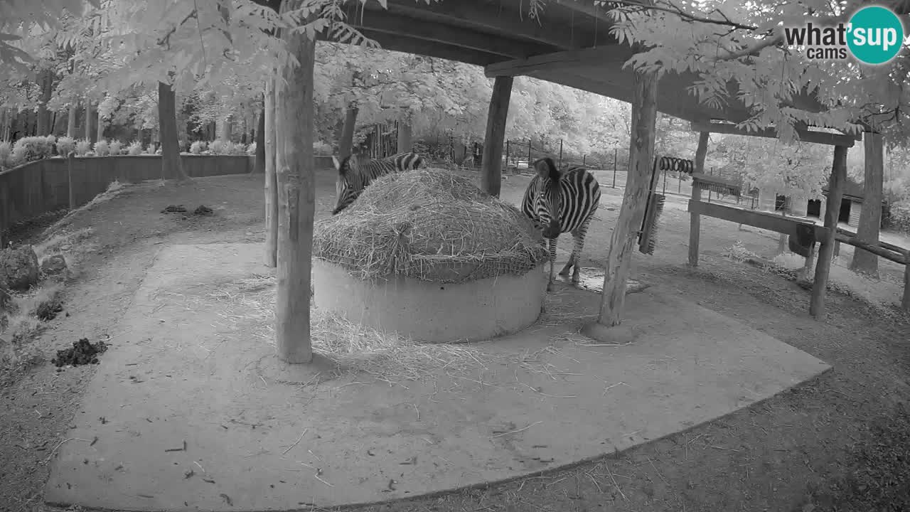 Camera en vivo Cebras in Ljubljana ZOO – Eslovenia