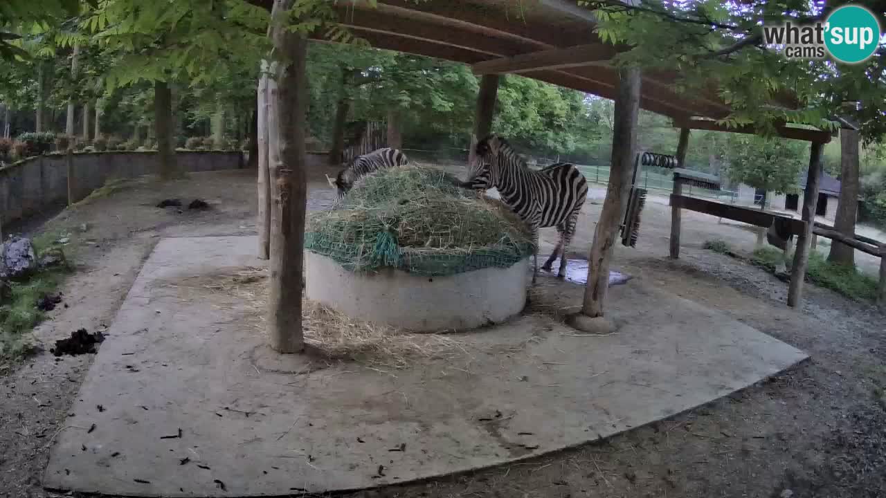 Live webcam Les zèbres in Ljubljana ZOO – Slovénie