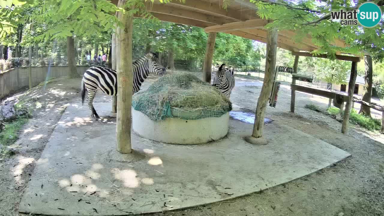 Camera en vivo Cebras in Ljubljana ZOO – Eslovenia