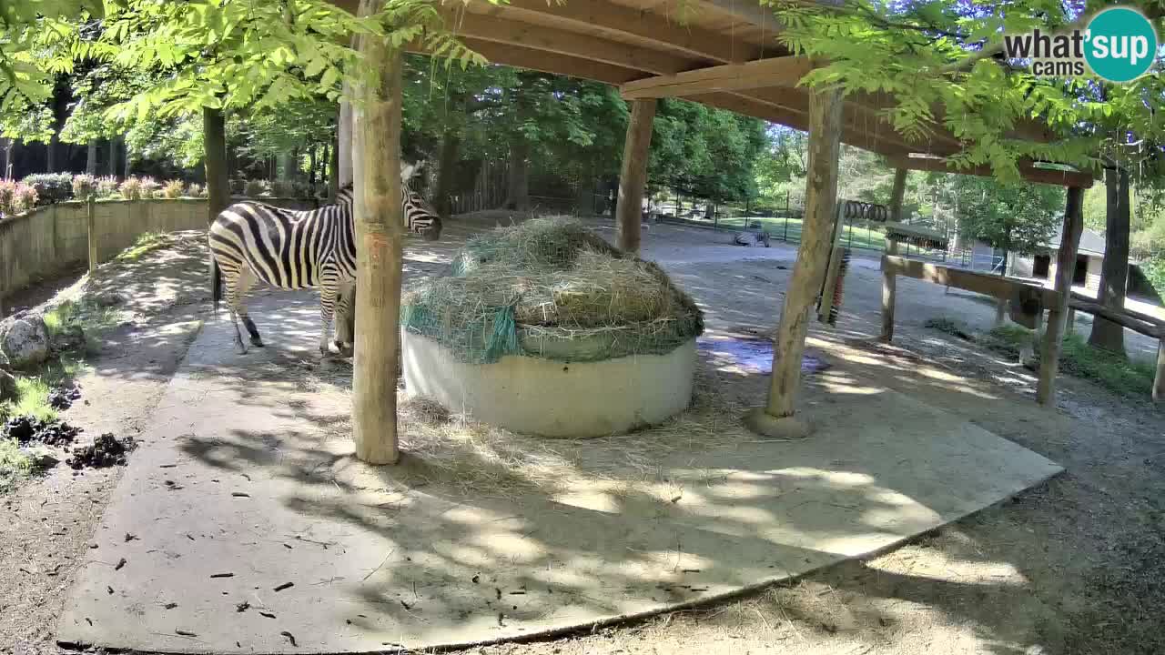 Live Webcam Zebras in Ljubljana ZOO – Slowenien