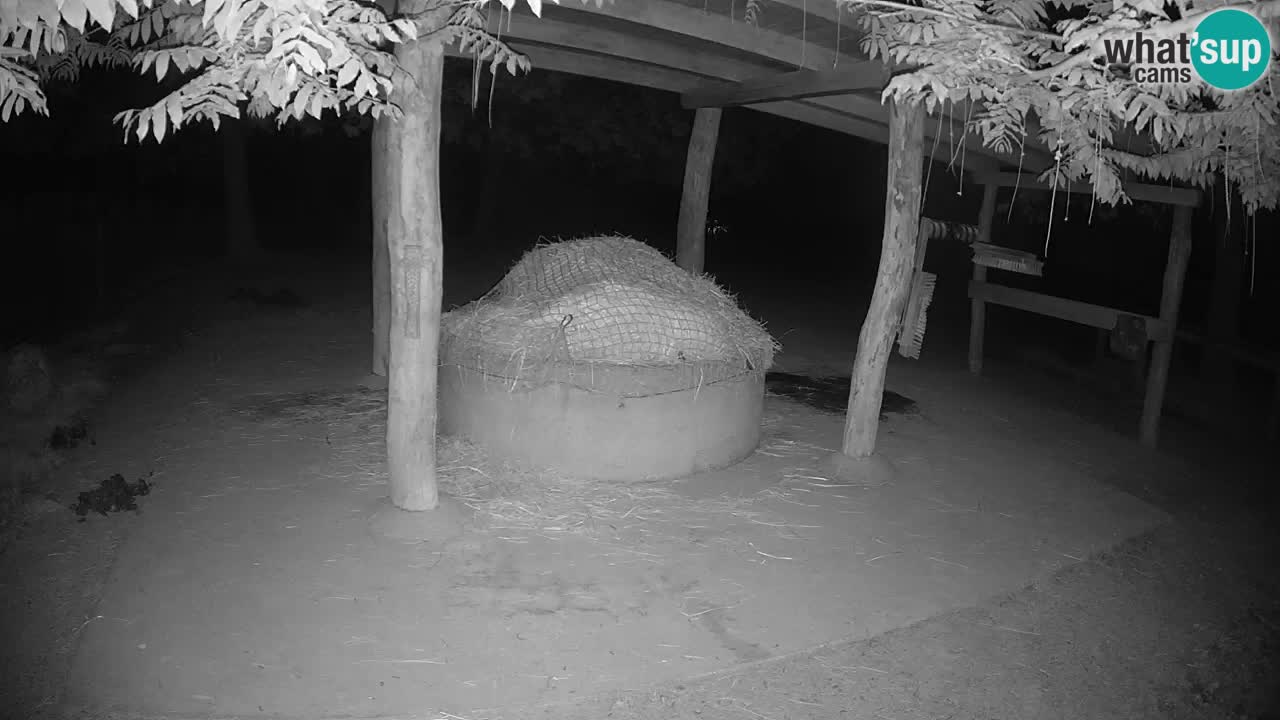 Zebre v živo v živalskem vrtu Ljubljana ZOO spletne kamere