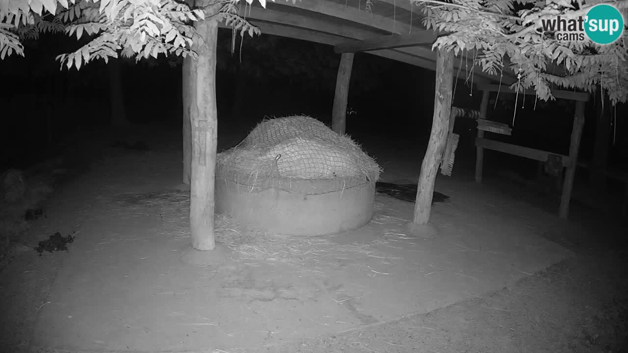 Zebre v živo v živalskem vrtu Ljubljana ZOO spletne kamere