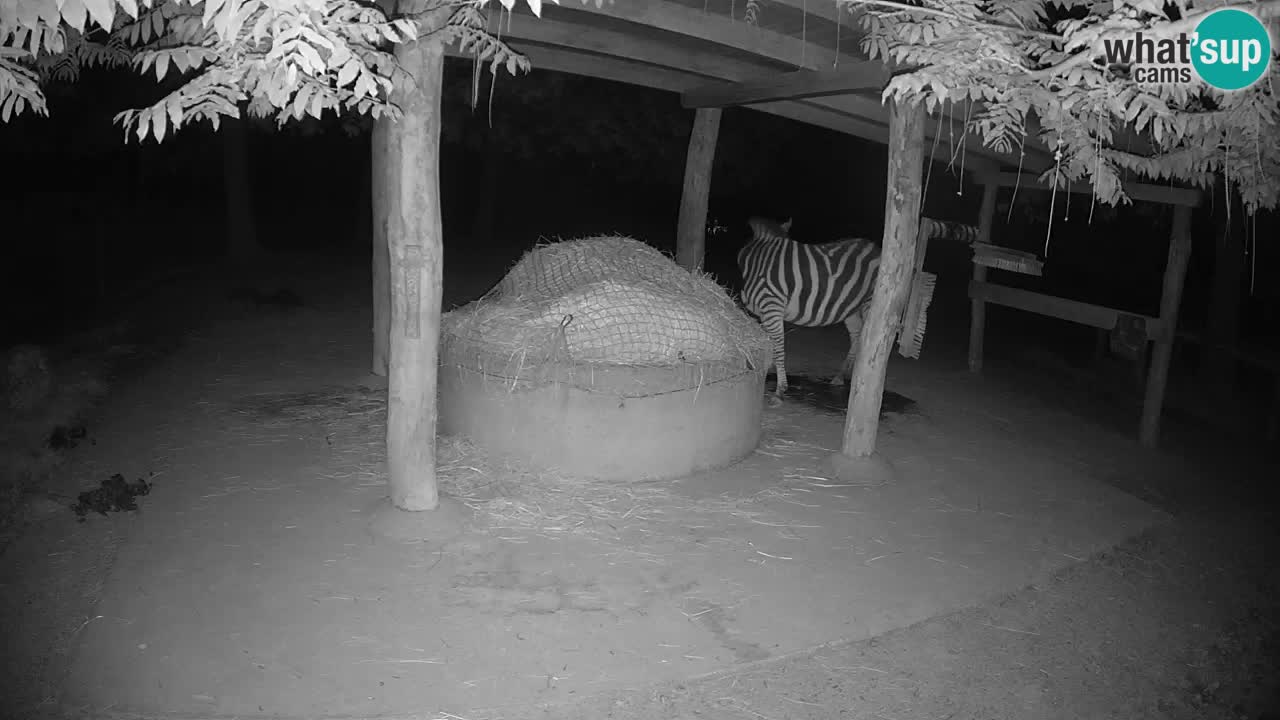 Camera en vivo Cebras in Ljubljana ZOO – Eslovenia