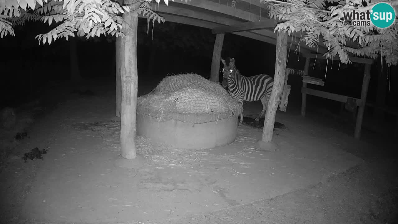 Camera en vivo Cebras in Ljubljana ZOO – Eslovenia