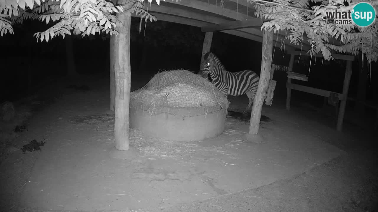 Camera en vivo Cebras in Ljubljana ZOO – Eslovenia
