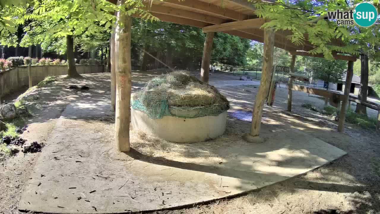 Live webcam Les zèbres in Ljubljana ZOO – Slovénie