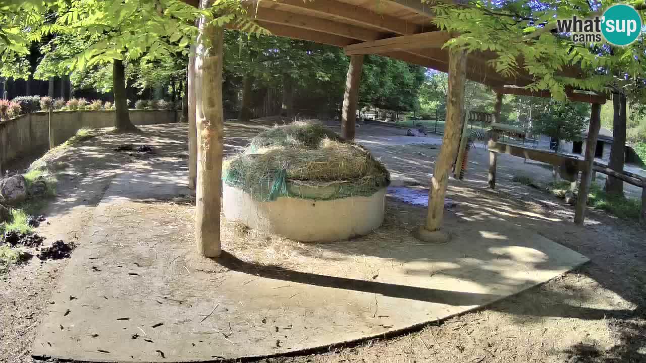 Live Webcam Zebras in Ljubljana ZOO – Slowenien