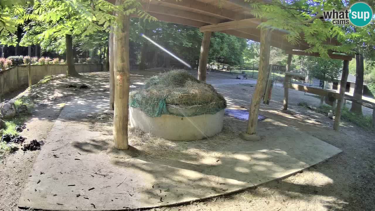 Le Zebre nello ZOO di Ljubljana – Slovenia Live webcam