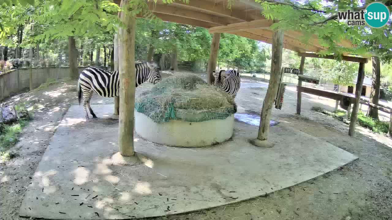 Live webcam Zebras in Ljubljana ZOO – Slovenia