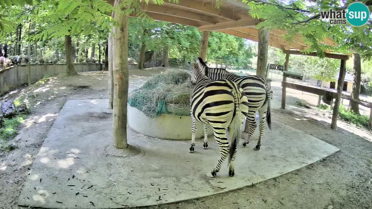 Le Zebre nello ZOO di Ljubljana – Slovenia Live webcam