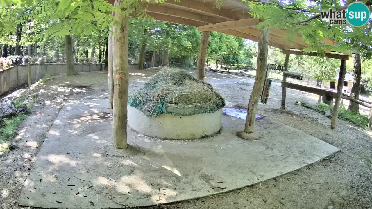 Live Webcam Zebras in Ljubljana ZOO – Slowenien