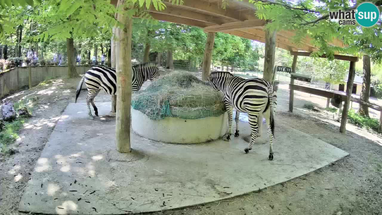 Live webcam Zebras in Ljubljana ZOO – Slovenia