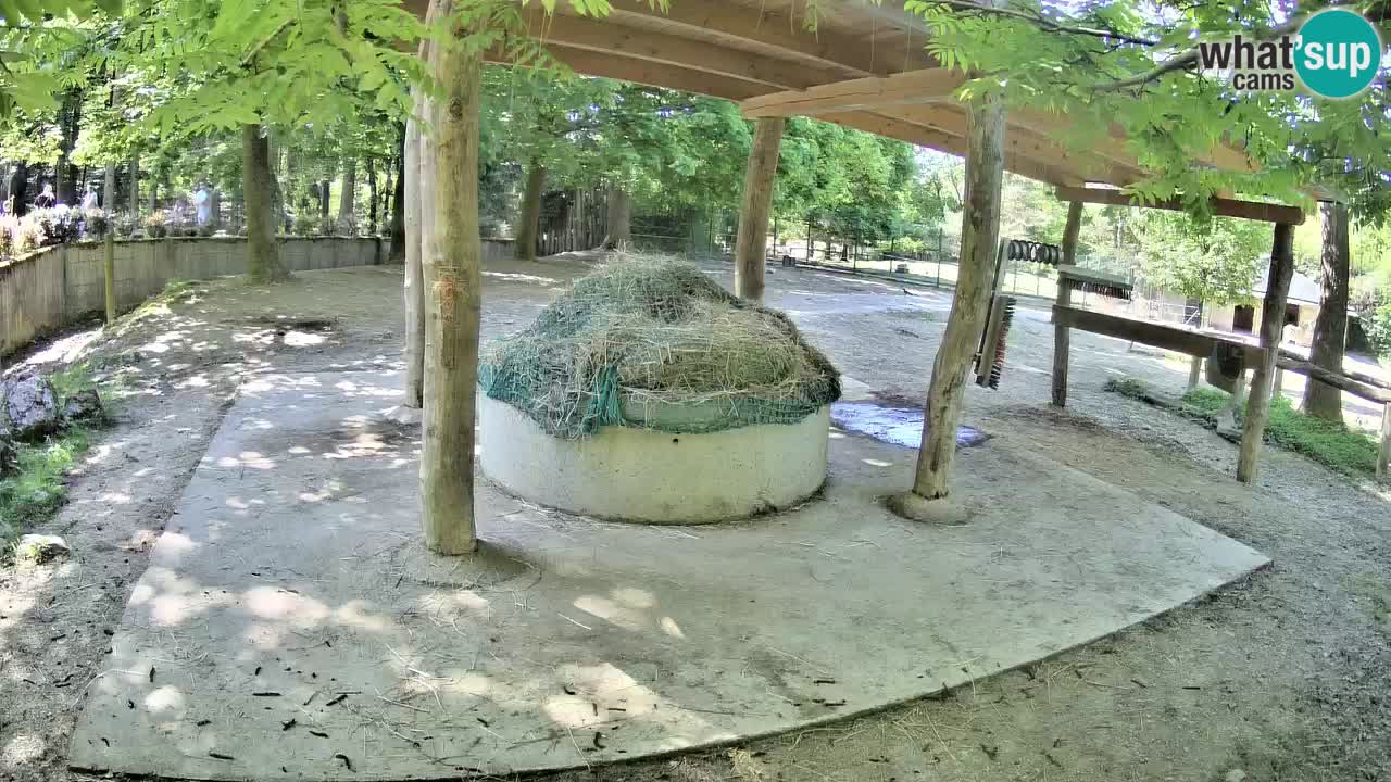 Live webcam Zebras in Ljubljana ZOO – Slovenia
