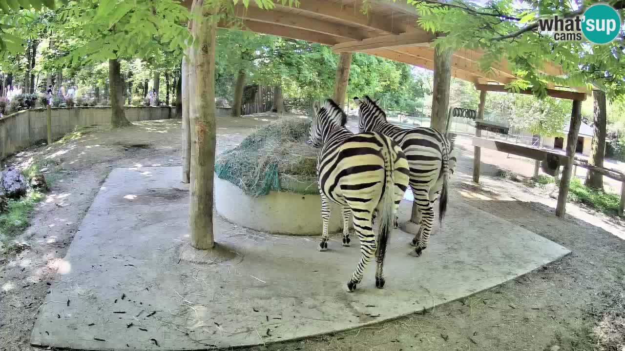 Zebre v živo v živalskem vrtu Ljubljana ZOO spletne kamere