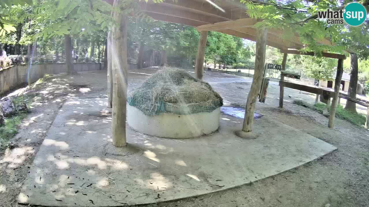 Web kamera uživo Zebras u ZOO Ljubljana – Slovenija