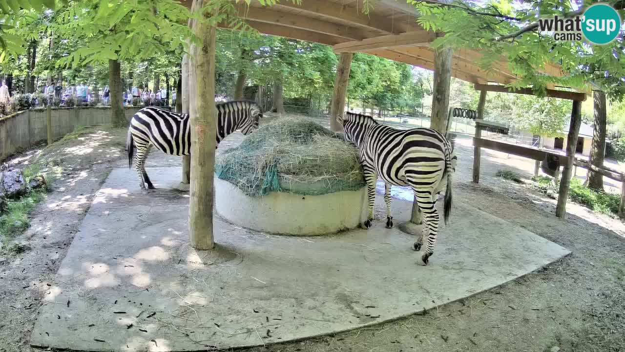 Web kamera uživo Zebras u ZOO Ljubljana – Slovenija