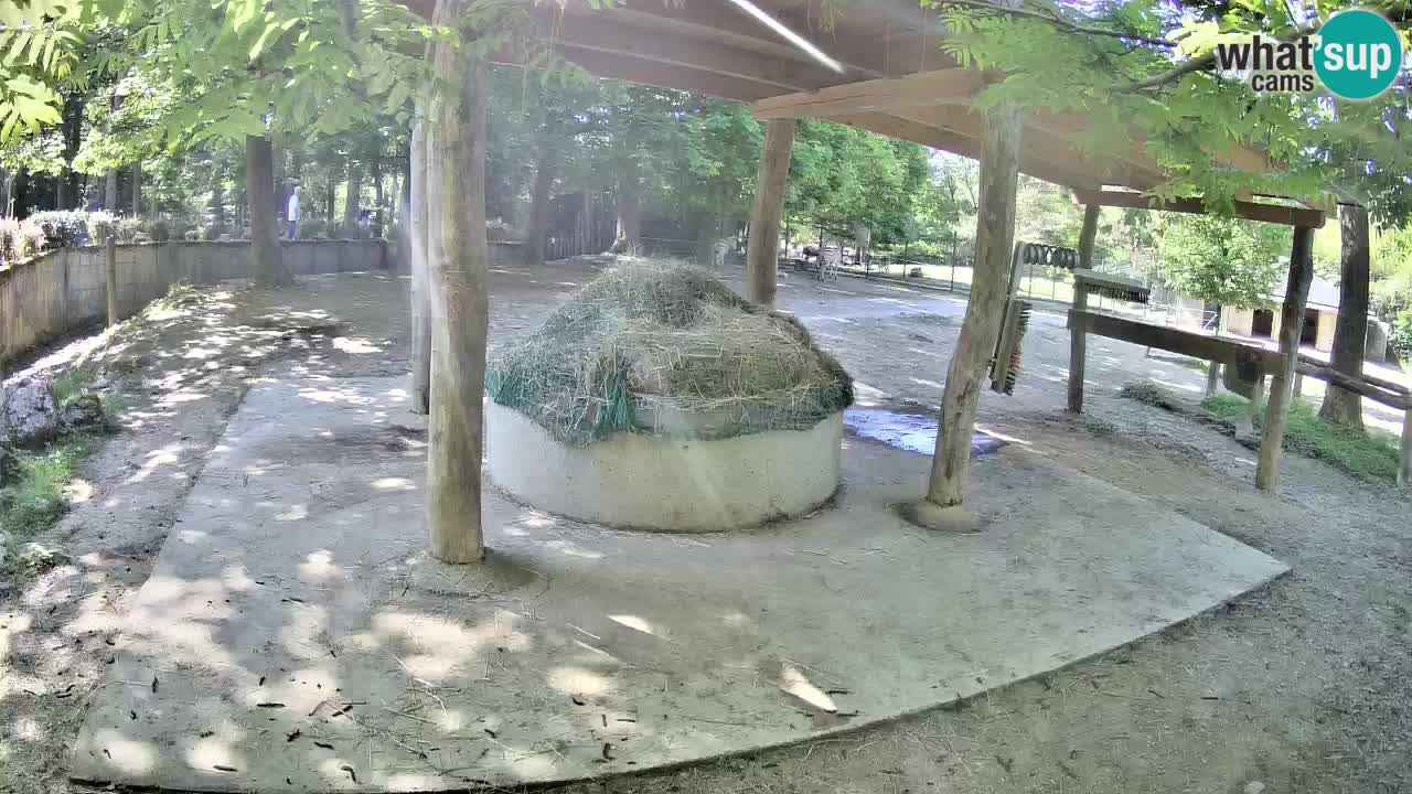 Web kamera uživo Zebras u ZOO Ljubljana – Slovenija