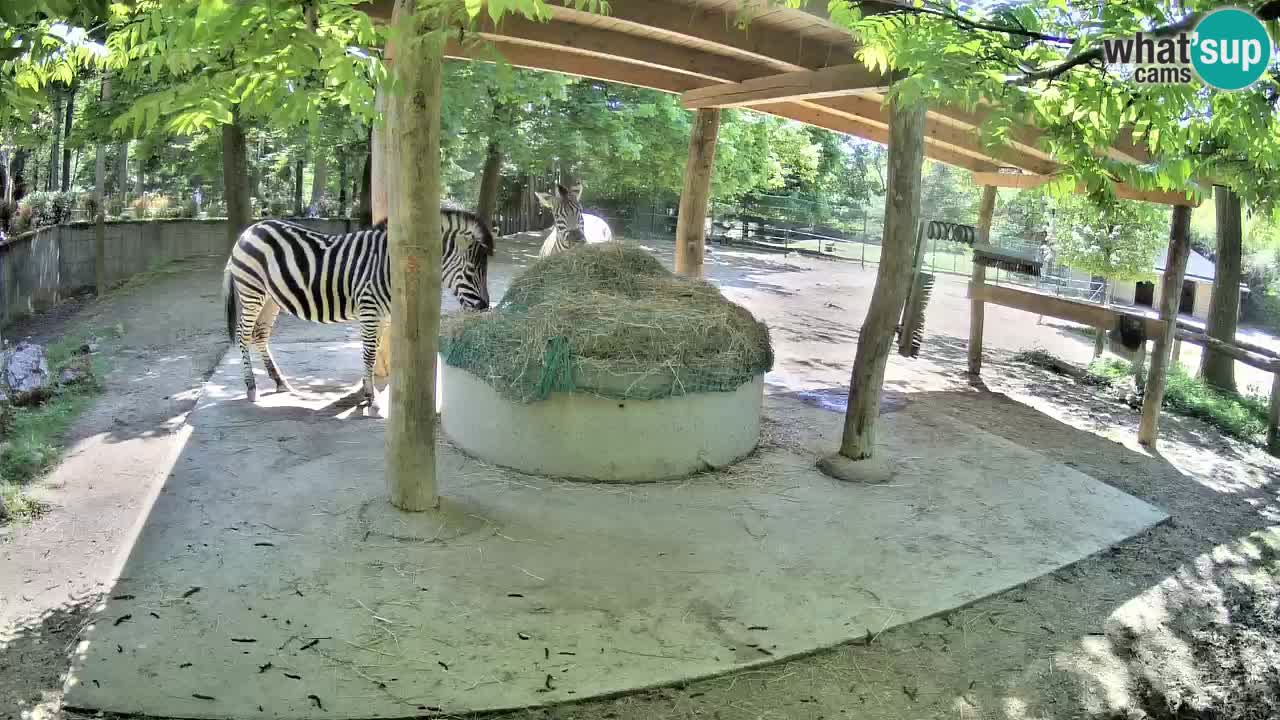Live Webcam Zebras in Ljubljana ZOO – Slowenien