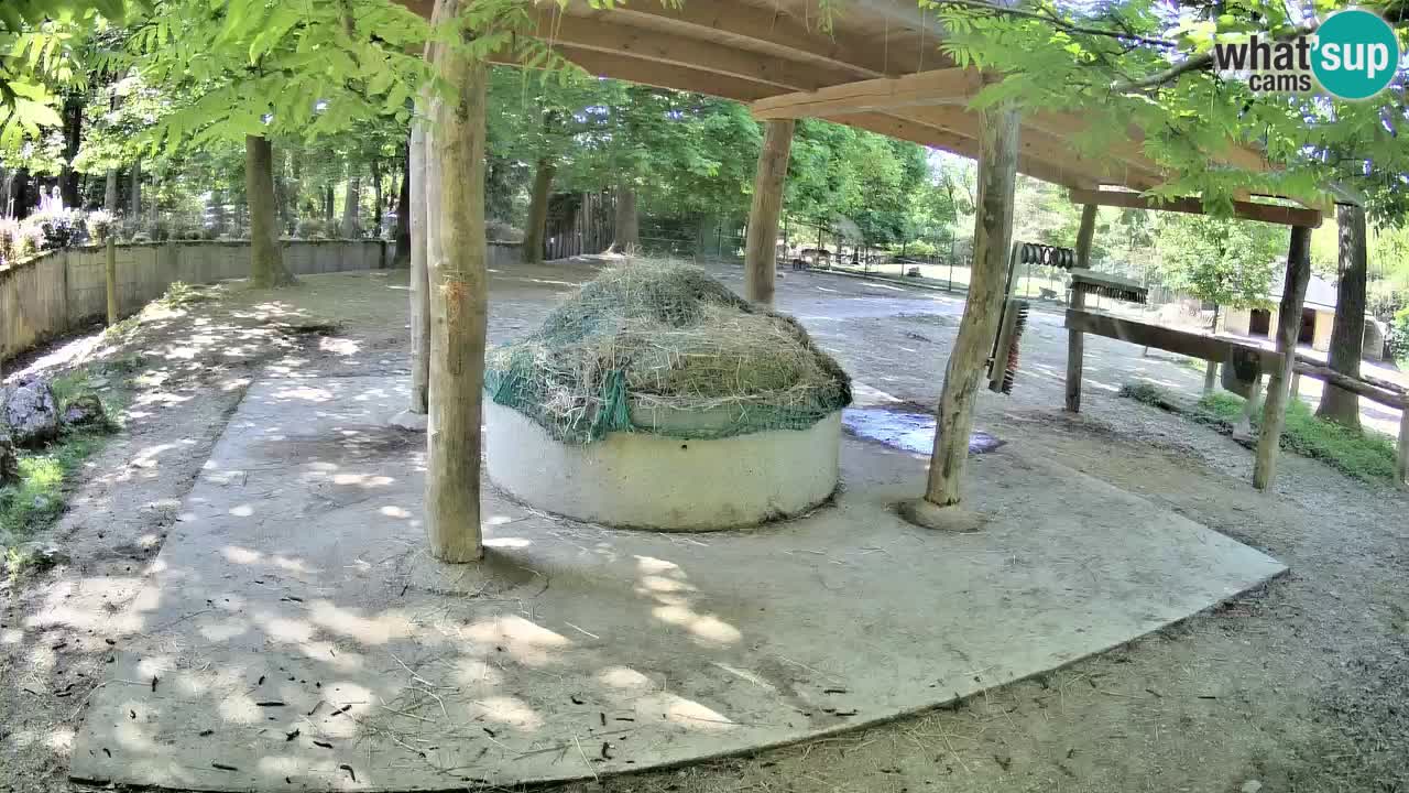 Live webcam Zebras in Ljubljana ZOO – Slovenia