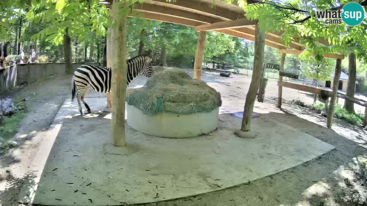 Live webcam Zebras in Ljubljana ZOO – Slovenia