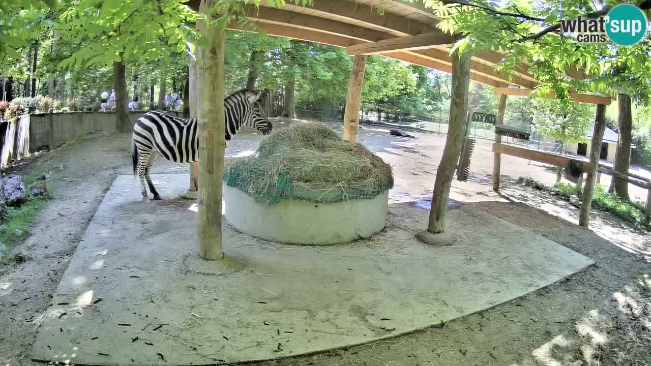 Live webcam Zebras in Ljubljana ZOO – Slovenia