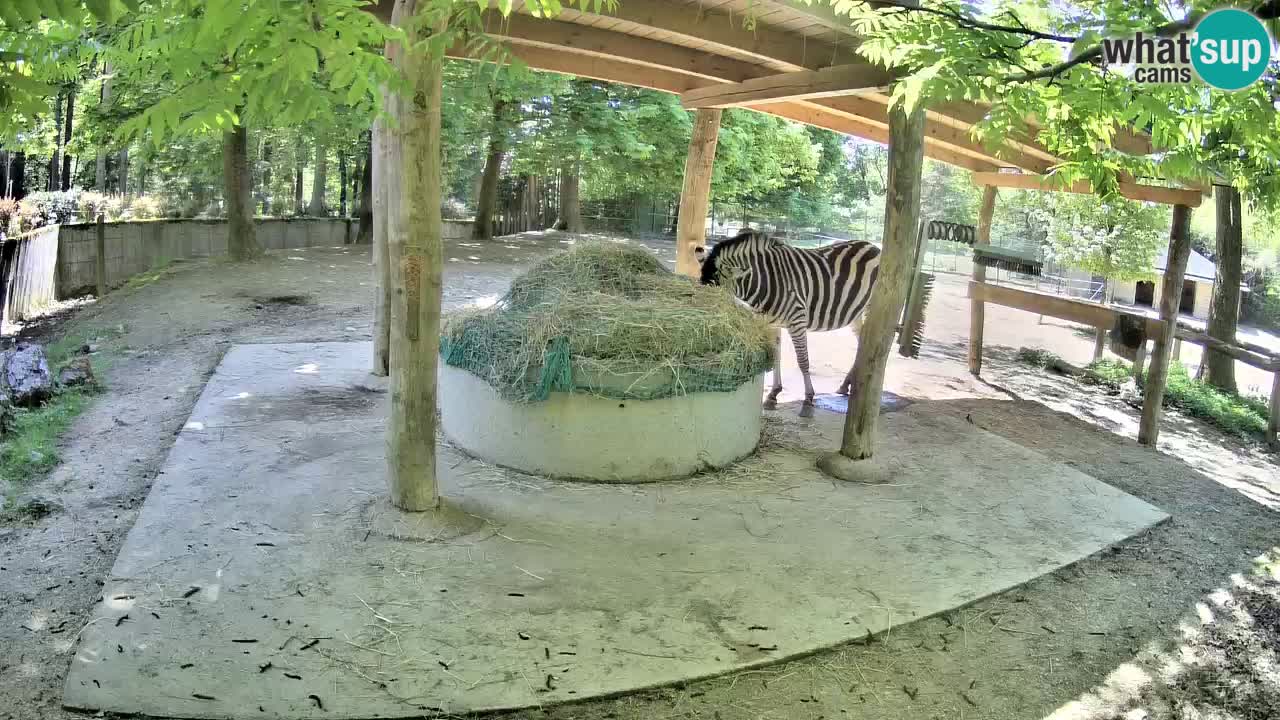 Live webcam Zebras in Ljubljana ZOO – Slovenia