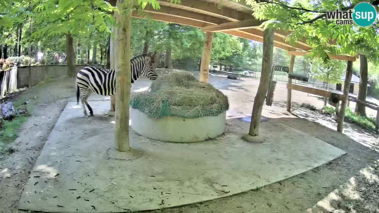 Le Zebre nello ZOO di Ljubljana – Slovenia Live webcam