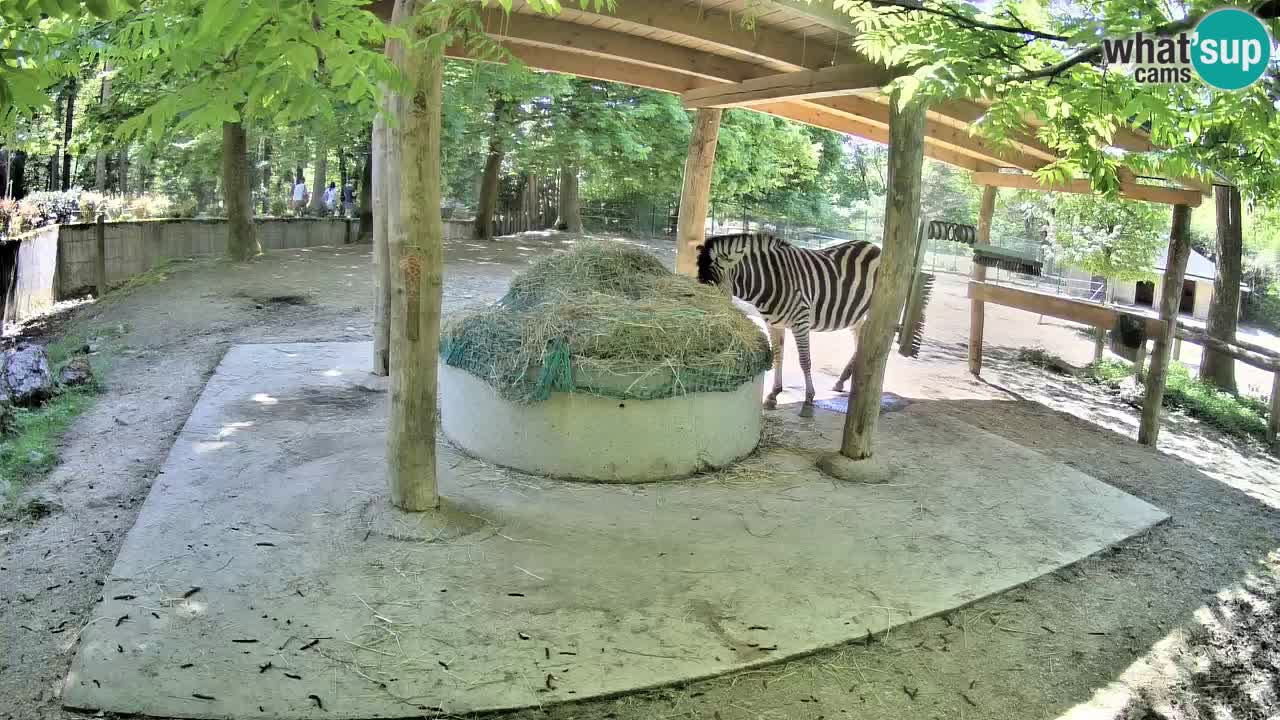 Le Zebre nello ZOO di Ljubljana – Slovenia Live webcam