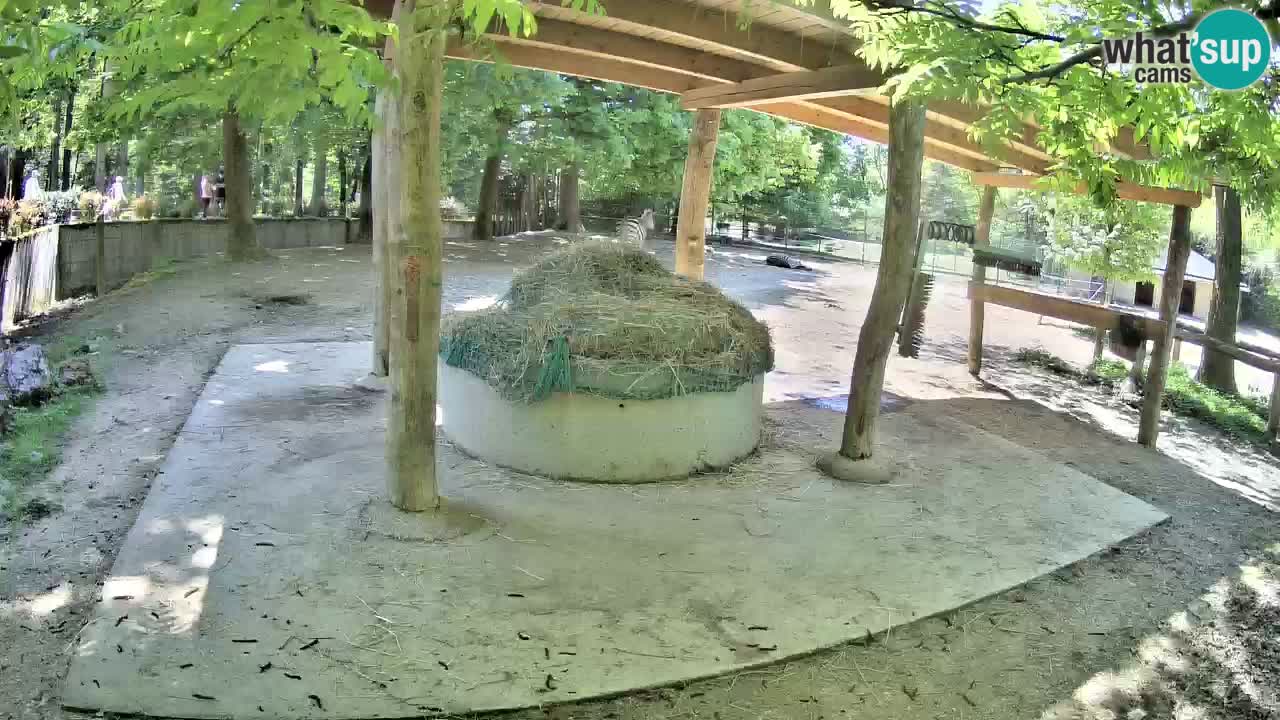 Le Zebre nello ZOO di Ljubljana – Slovenia Live webcam