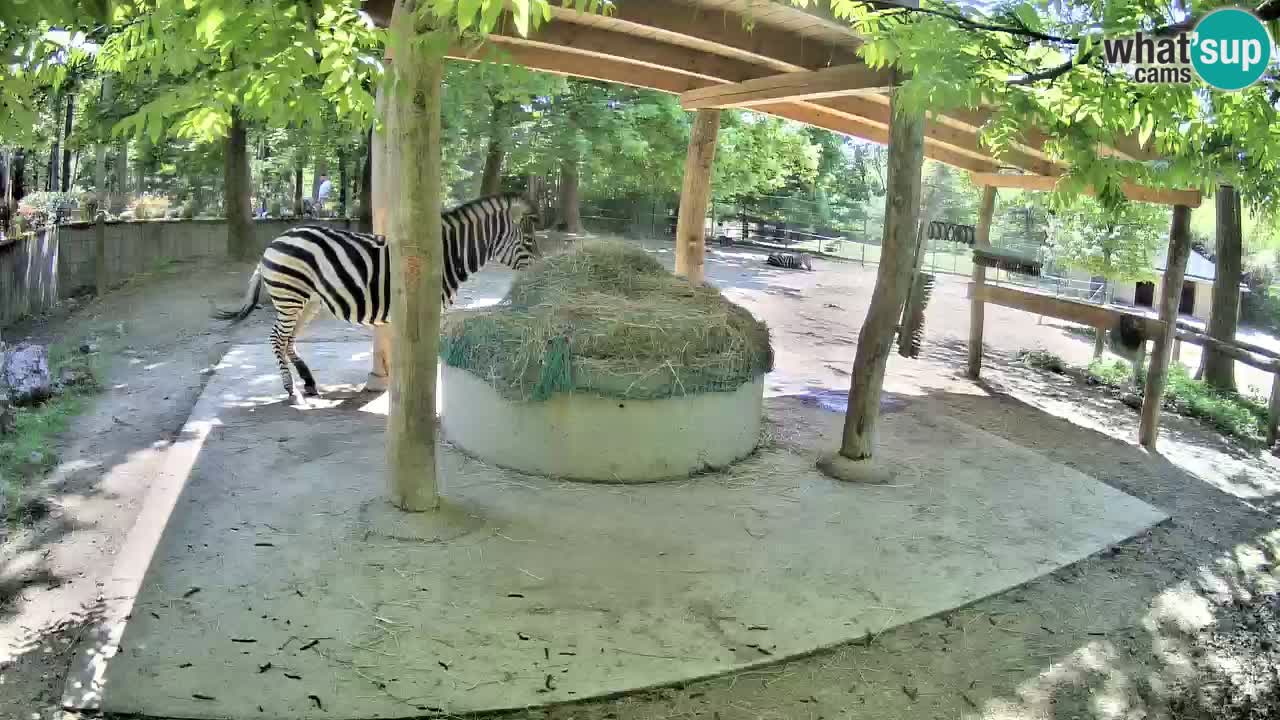 Live Webcam Zebras in Ljubljana ZOO – Slowenien