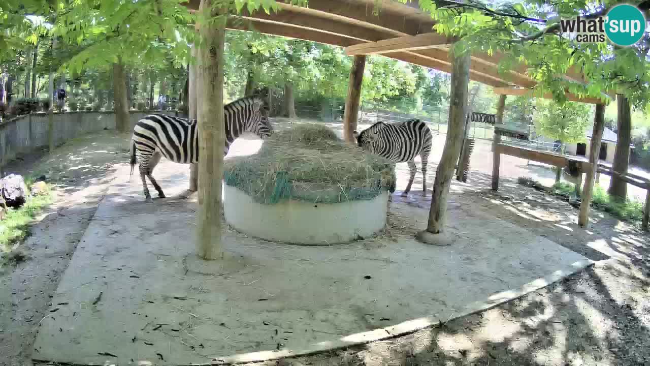 Live Webcam Zebras in Ljubljana ZOO – Slowenien