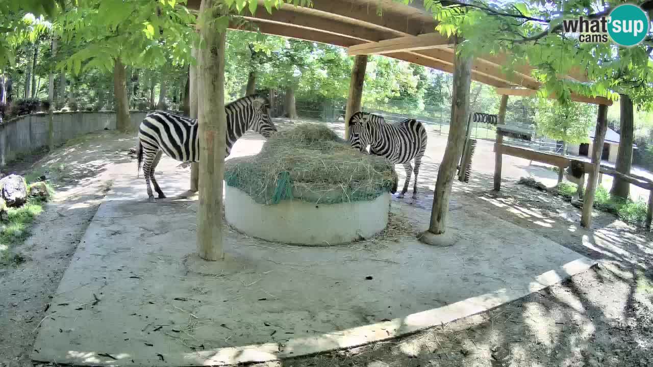 Web kamera uživo Zebras u ZOO Ljubljana – Slovenija