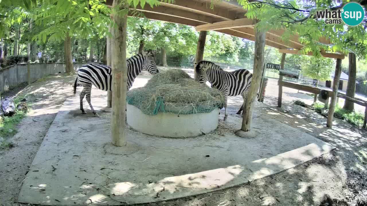 Live Webcam Zebras in Ljubljana ZOO – Slowenien
