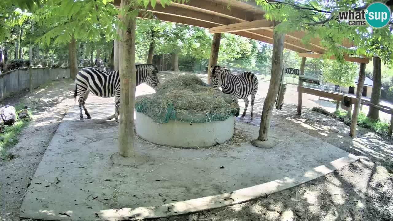 Camera en vivo Cebras in Ljubljana ZOO – Eslovenia
