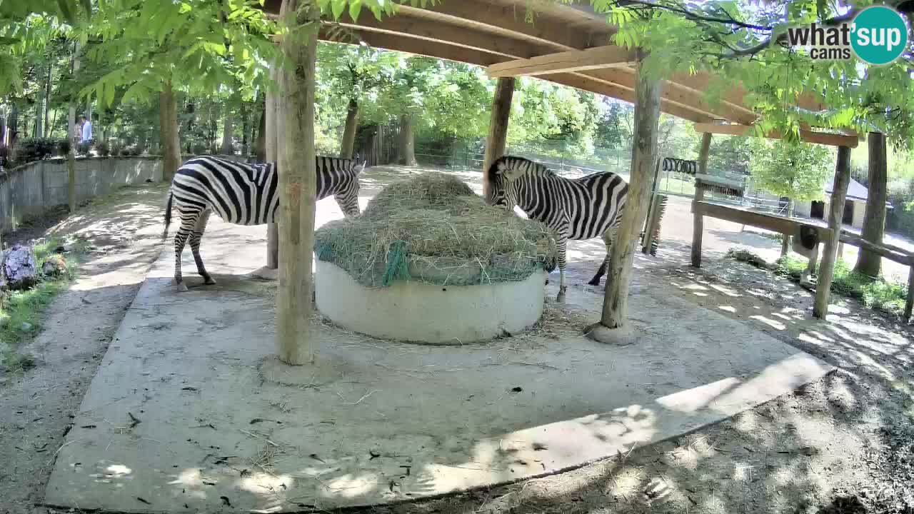 Camera en vivo Cebras in Ljubljana ZOO – Eslovenia