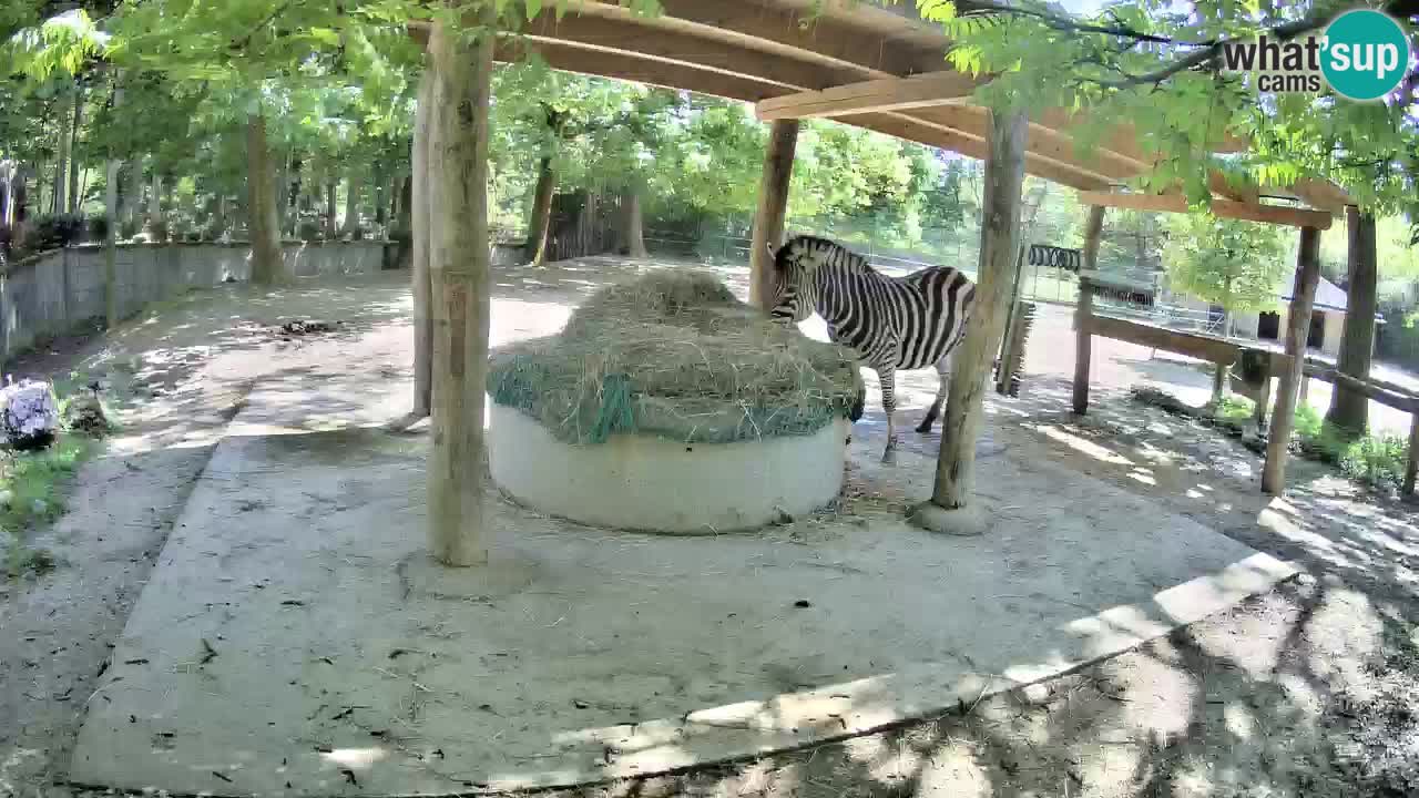 Camera en vivo Cebras in Ljubljana ZOO – Eslovenia
