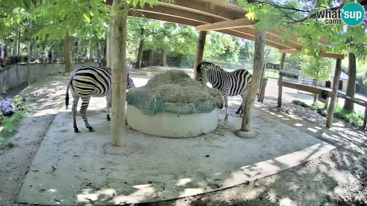 Live webcam Zebras in Ljubljana ZOO – Slovenia