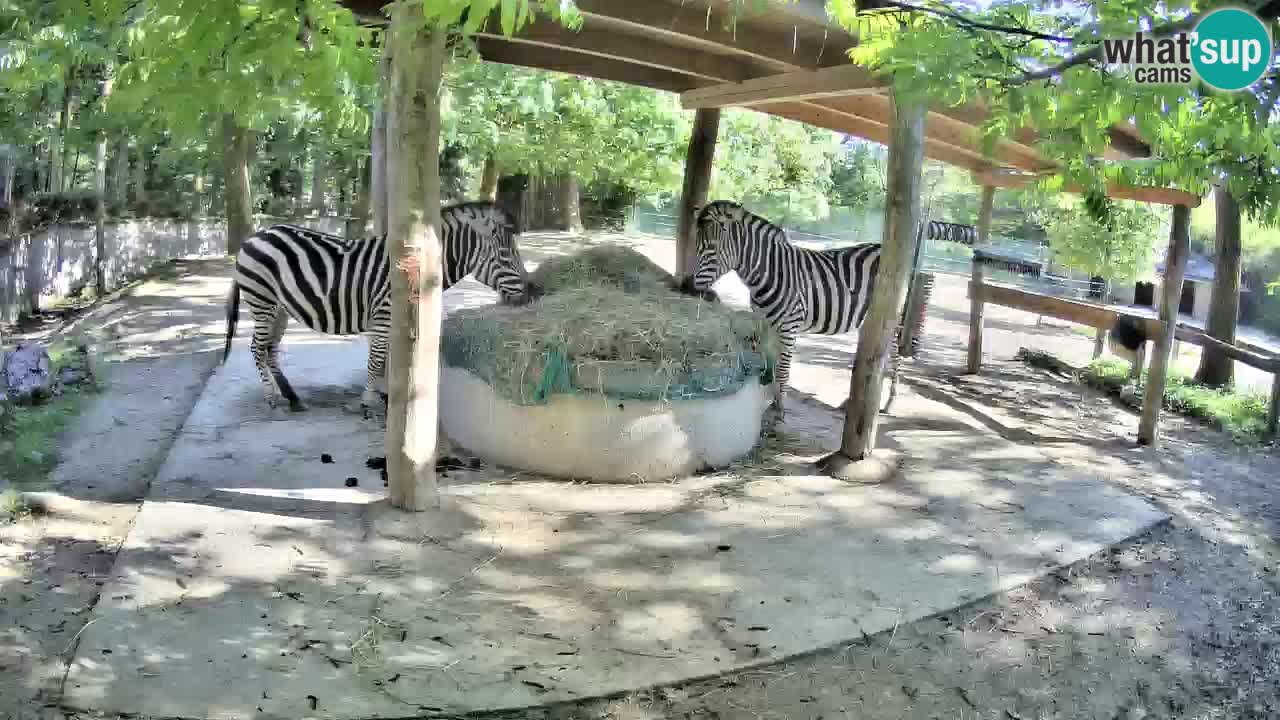 Live webcam Zebras in Ljubljana ZOO – Slovenia
