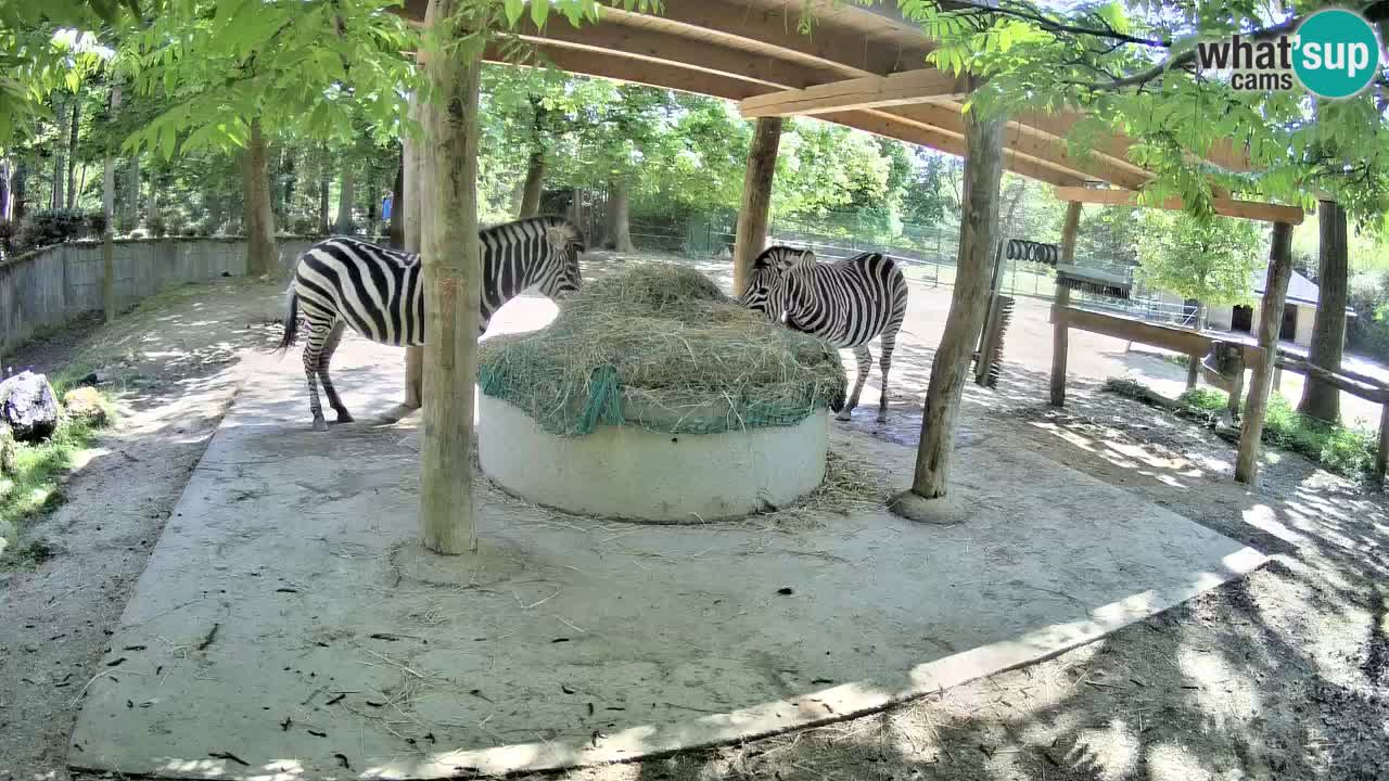 Live webcam Zebras in Ljubljana ZOO – Slovenia