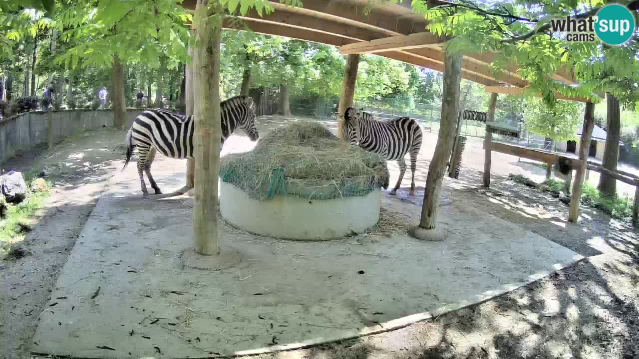 Live webcam Zebras in Ljubljana ZOO – Slovenia