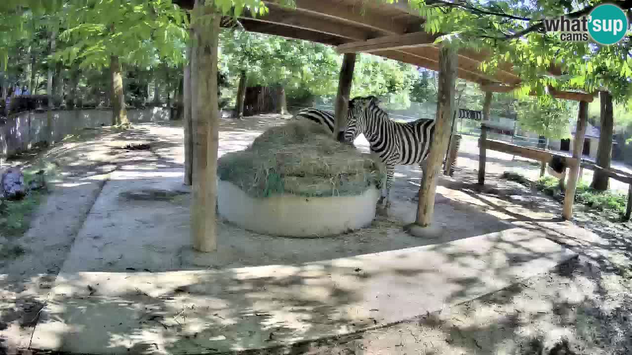Camera en vivo Cebras in Ljubljana ZOO – Eslovenia