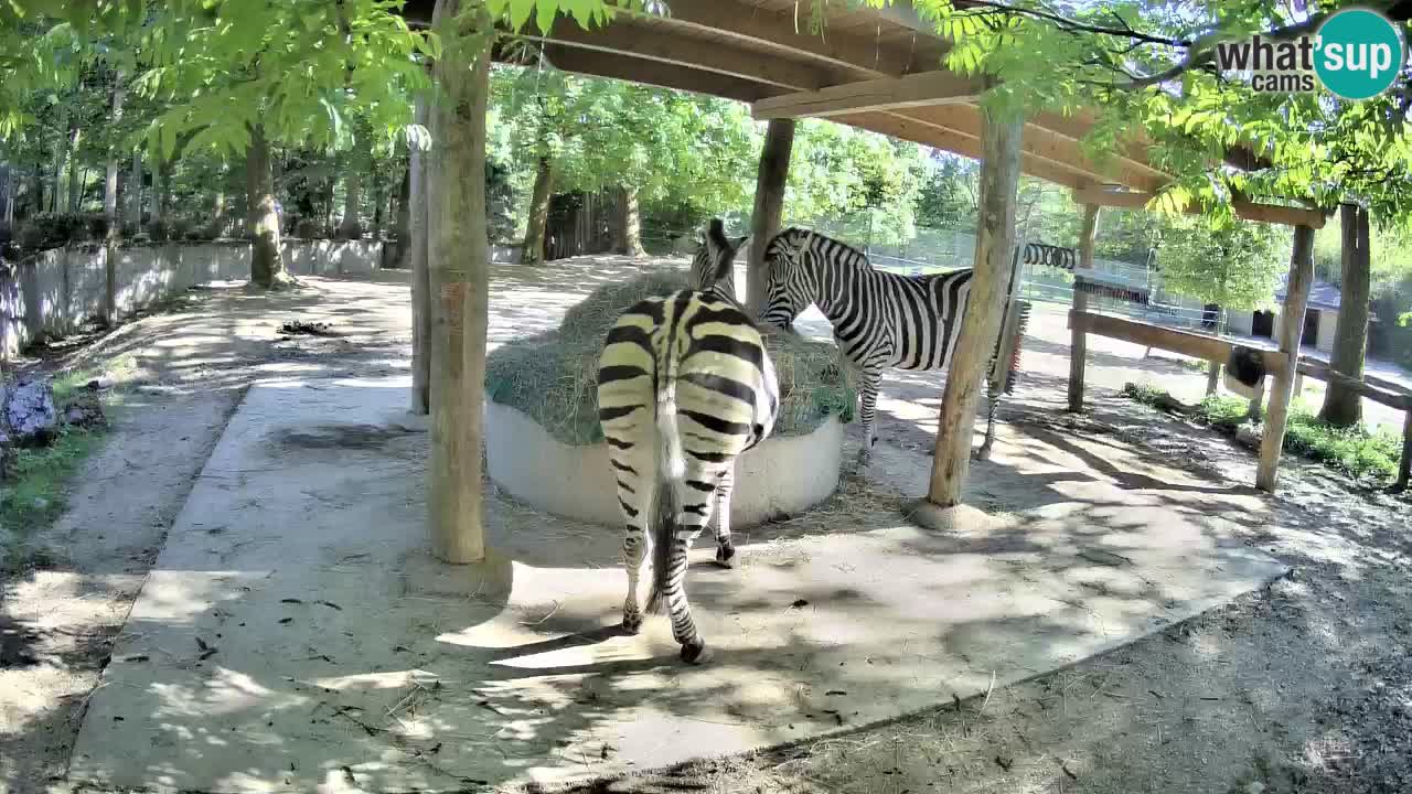 Live webcam Zebras in Ljubljana ZOO – Slovenia
