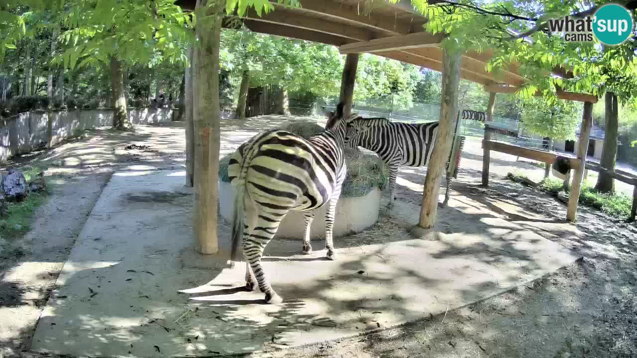Live webcam Zebras in Ljubljana ZOO – Slovenia