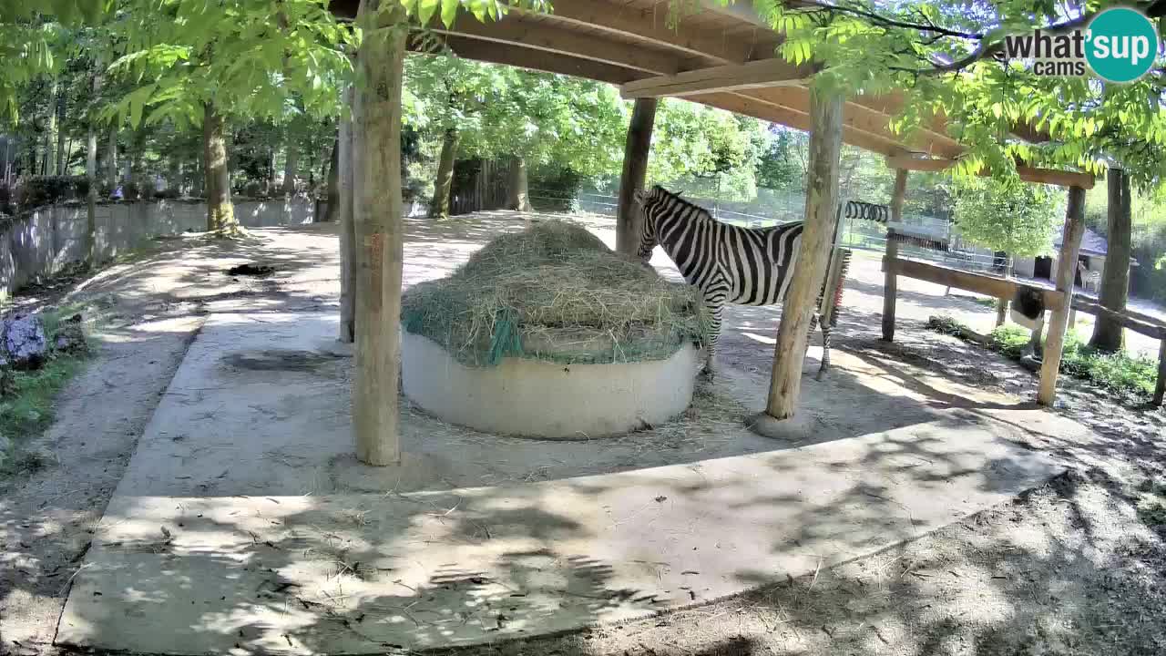 Camera en vivo Cebras in Ljubljana ZOO – Eslovenia