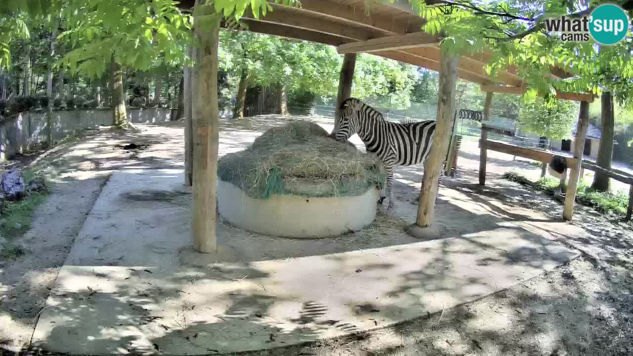 Live Webcam Zebras in Ljubljana ZOO – Slowenien